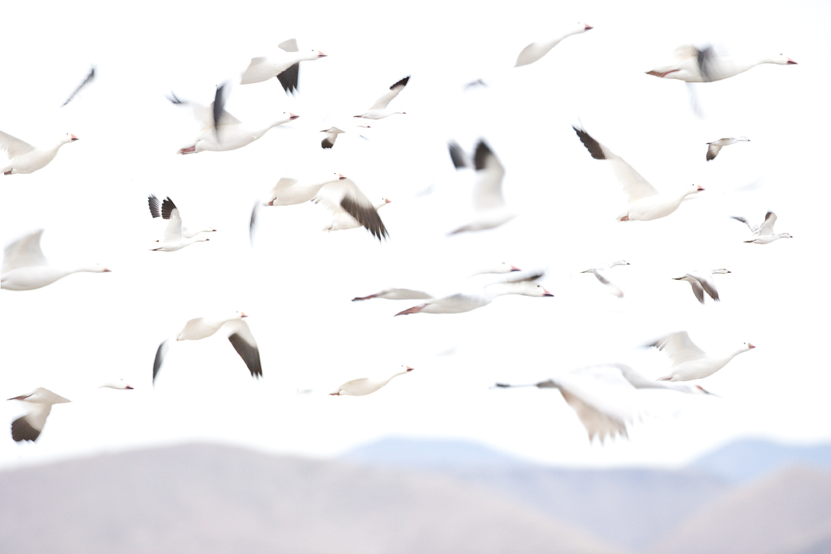 Snow geese in fly.