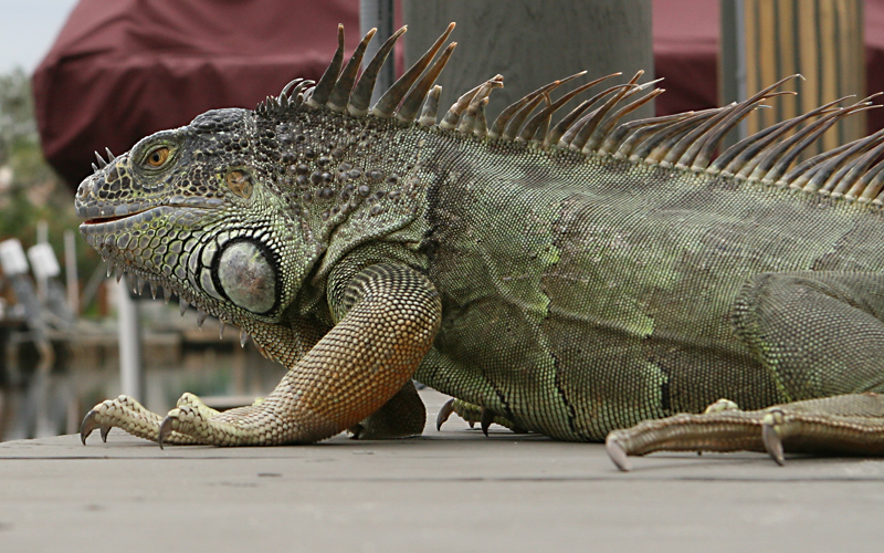 Big Daddy Iguana.jpg