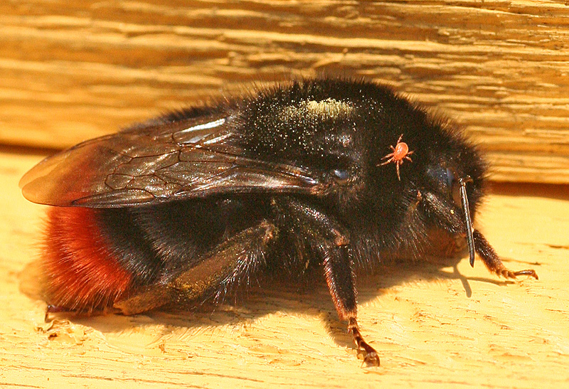 Bumblebee with bug