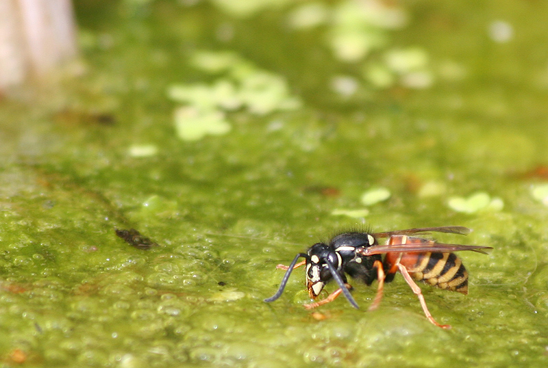 Drinking Bee