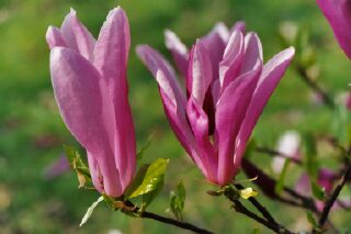 kew magnolia 2.jpg