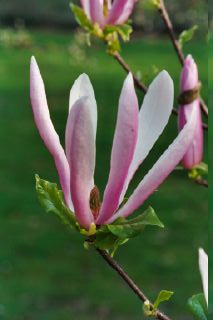 kew magnolia 4.jpg