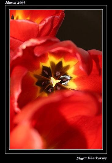 Tulips 042