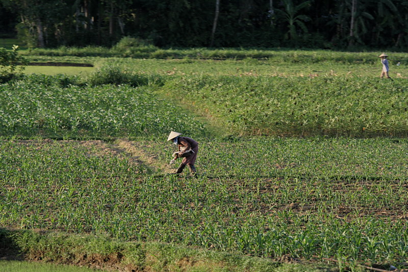 Viet_8669 Vietnam