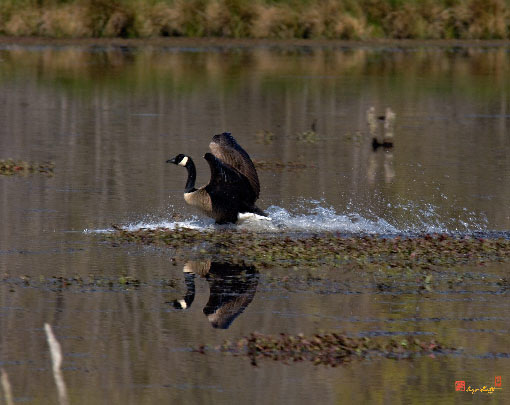 Canada Goose Water Brakes (DWF091)