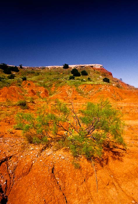 Glass Mountains and Tree