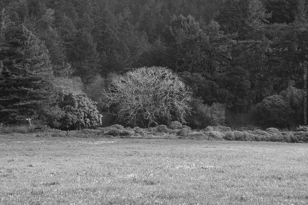 Tree at Pie Ranch