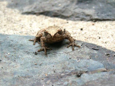 Northern Spring Peeper