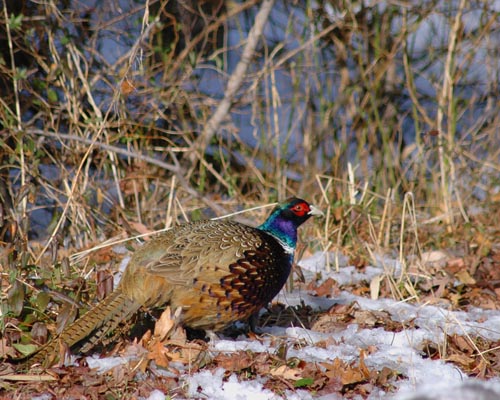 Ringnecked Pheasant