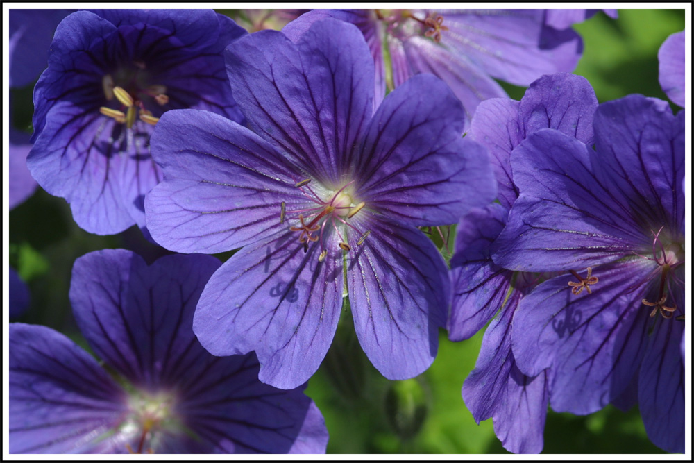 common geranium