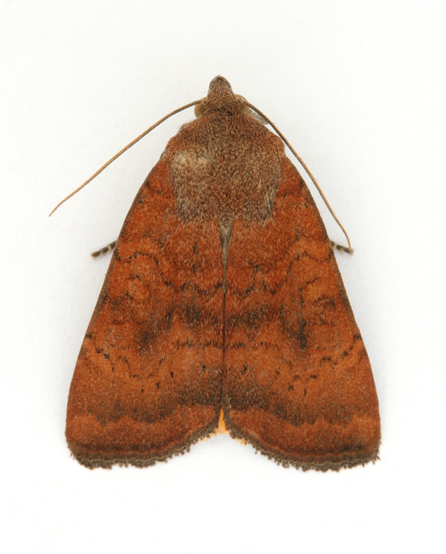 2112 Least Yellow Underwing