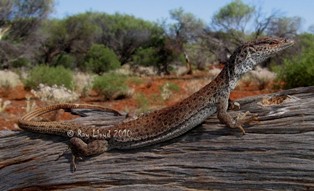 Varanus caudolineatus