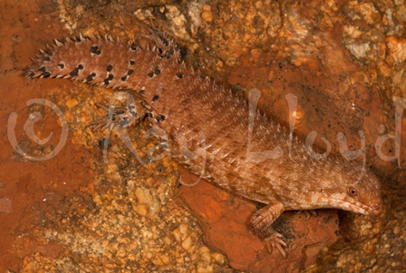 Egernia epsisolus