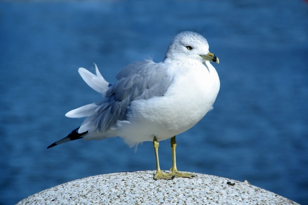 Seagull, North coast harbor, Cleveland, Ohio