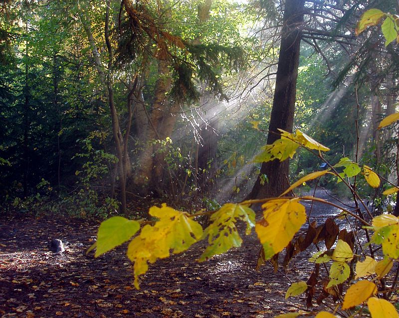Sun Beams