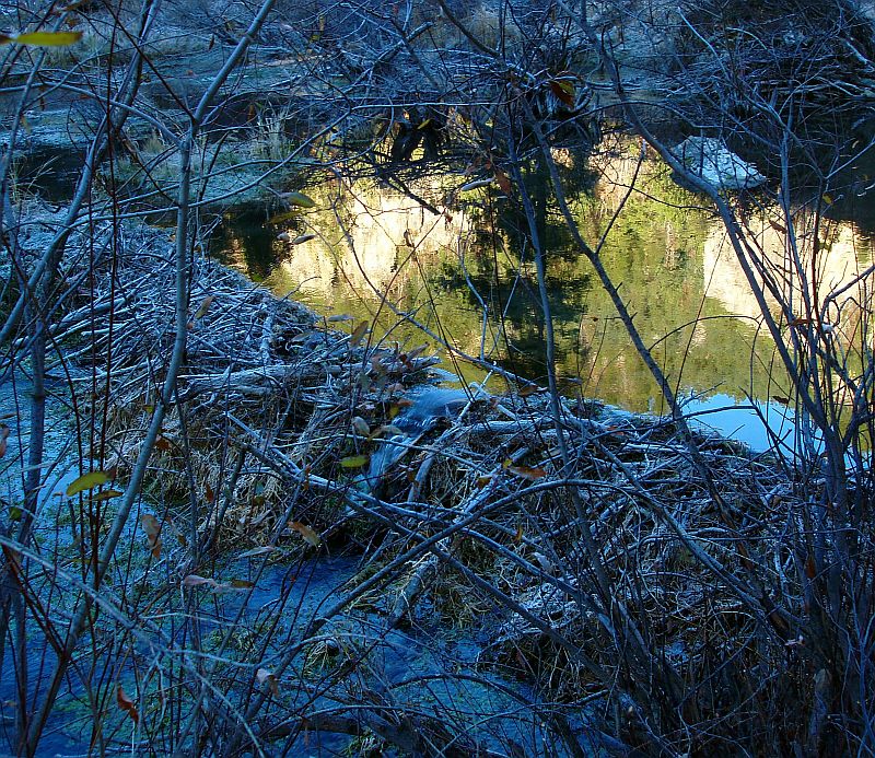 Beaver Dam