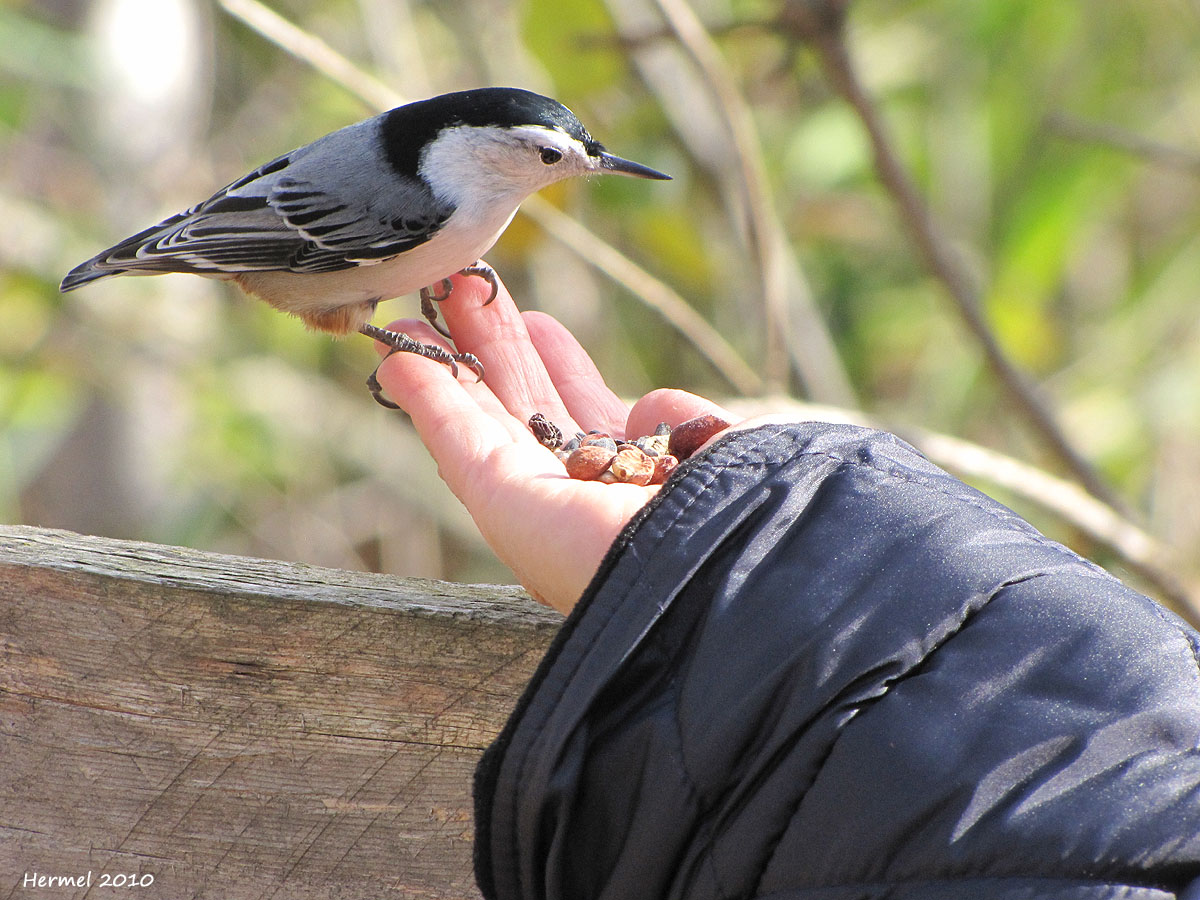 Sittelle  poitrine blanche - White-breasted Nuthatch