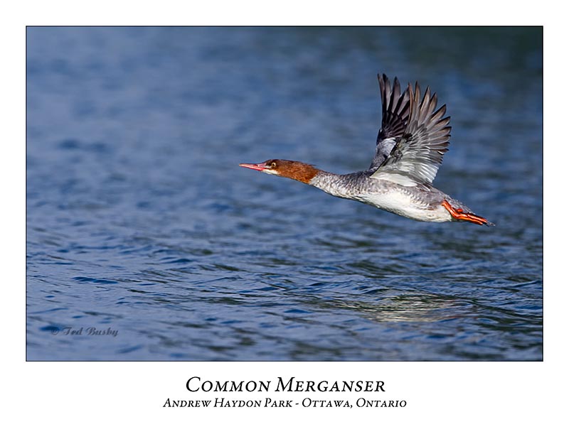 Common Merganser-033