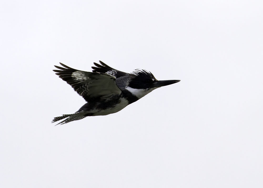 Belted Kingfisher