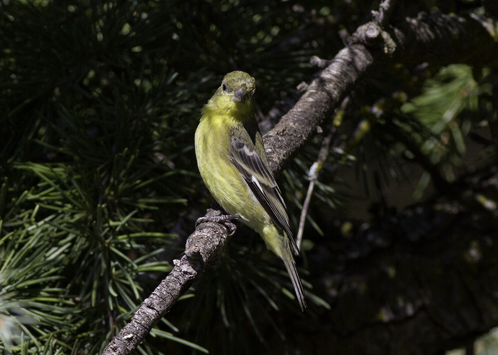 Lesser Goldfinch