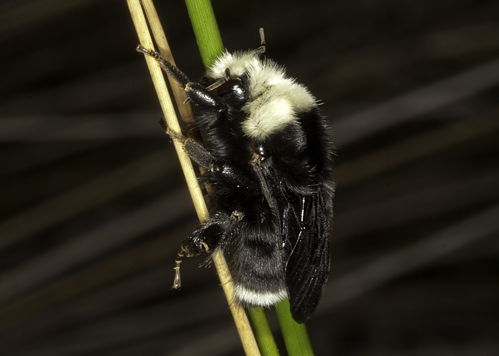 Yellow-faced Bee (<em>Bombus vosnesenkii</em>)