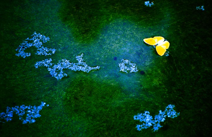 Butterfly in Pond