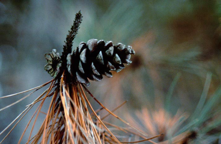 Pine Cone in Winter