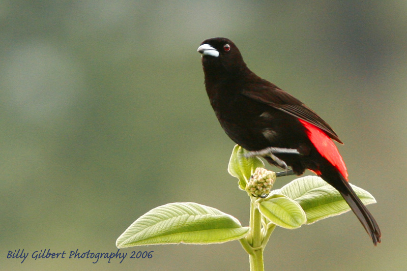 Scarlet rumped tanager