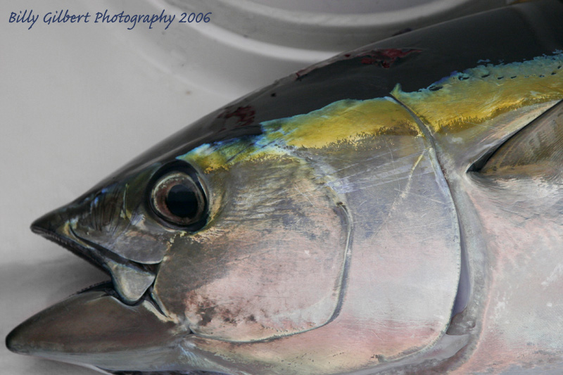 Yellowfin Tuna