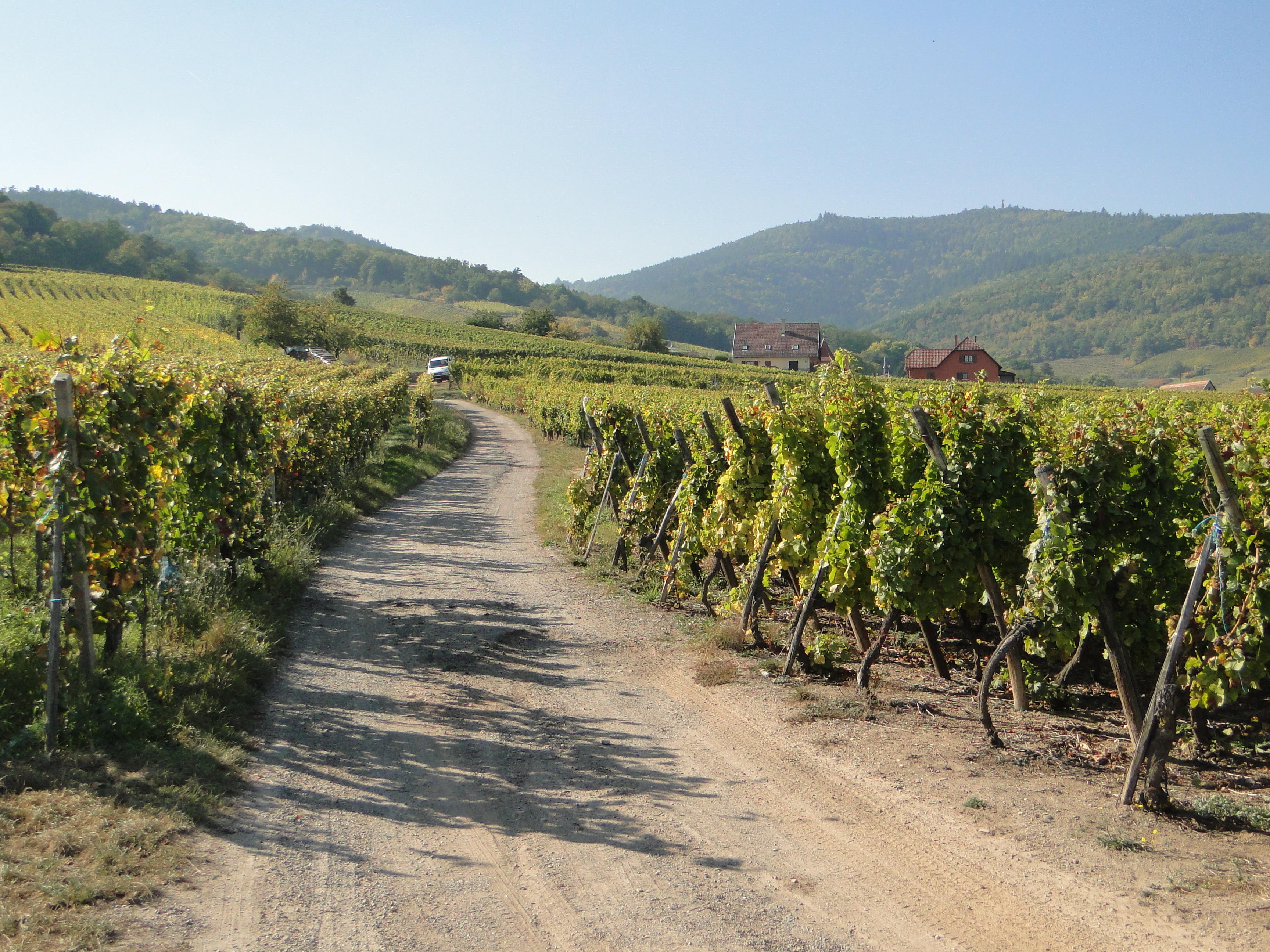 Through the vineyards