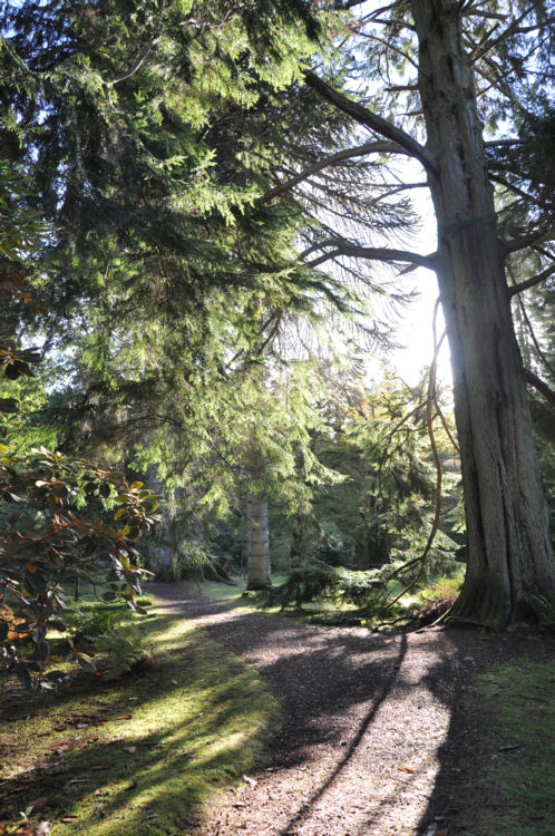 Forest Sunshine