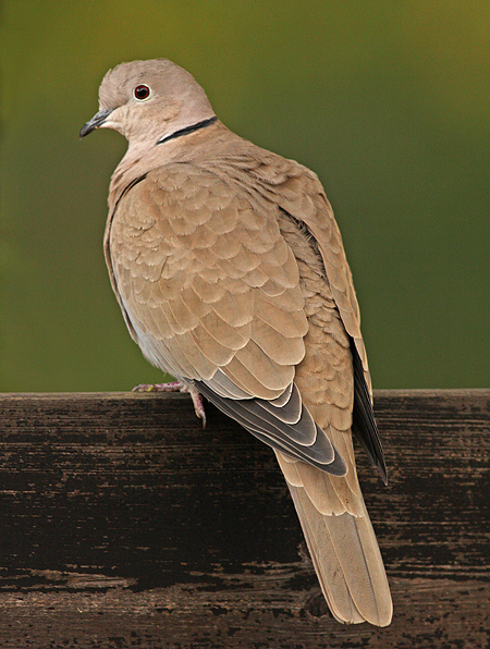 Turkse Tortel 2