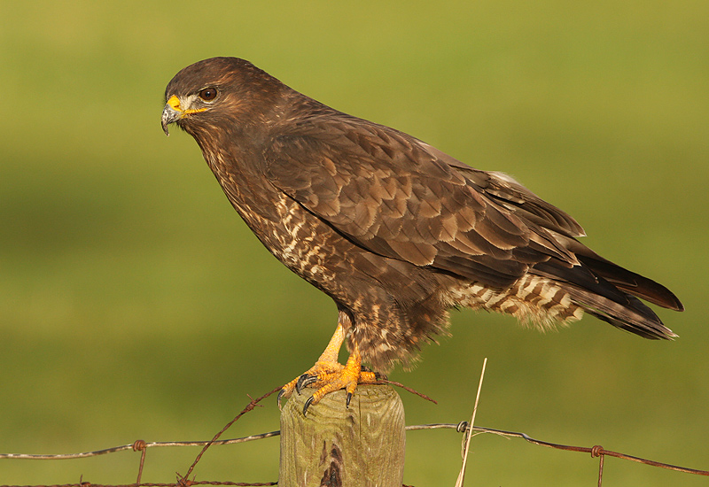 Buizerd 16