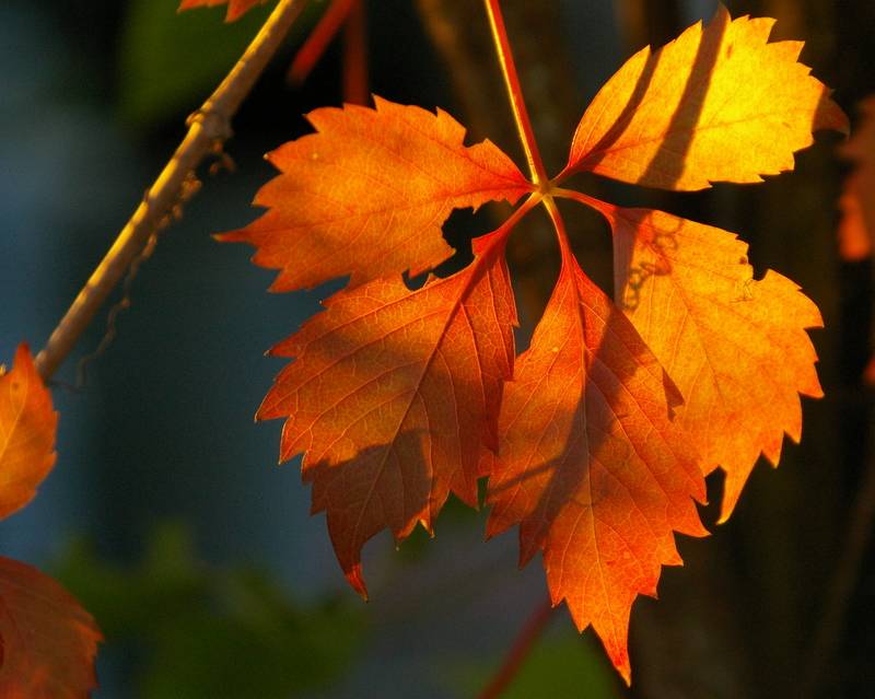 The light behind the colors