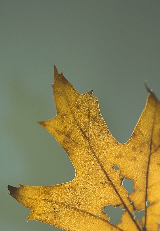Light Leaves Behind