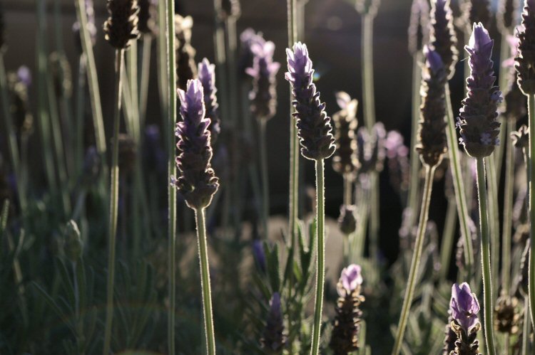By the Roadside