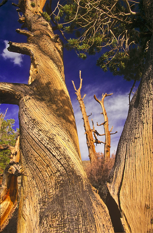 Bristlecone Snag