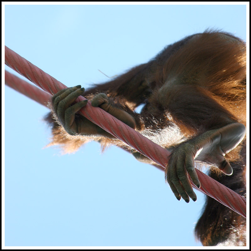 Highwire Act