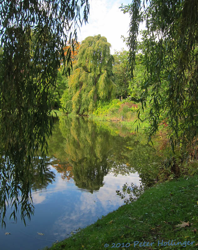 Willow Pond