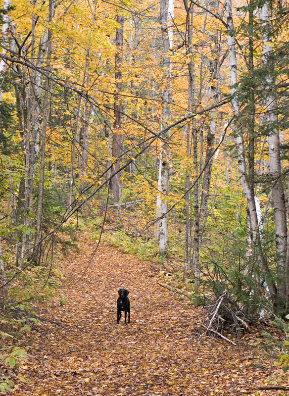 Lexi in the Woods