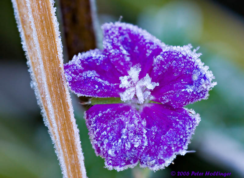 Frosted Flower
