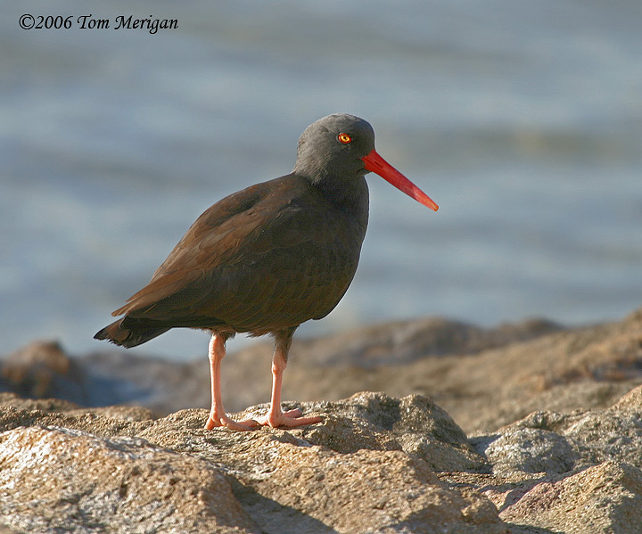Black Oystercatcher