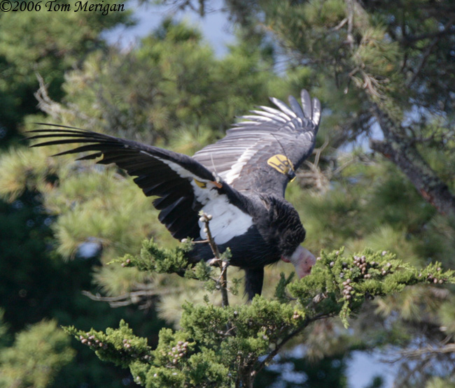 3.California Condor #94 lands but slips off his perch
