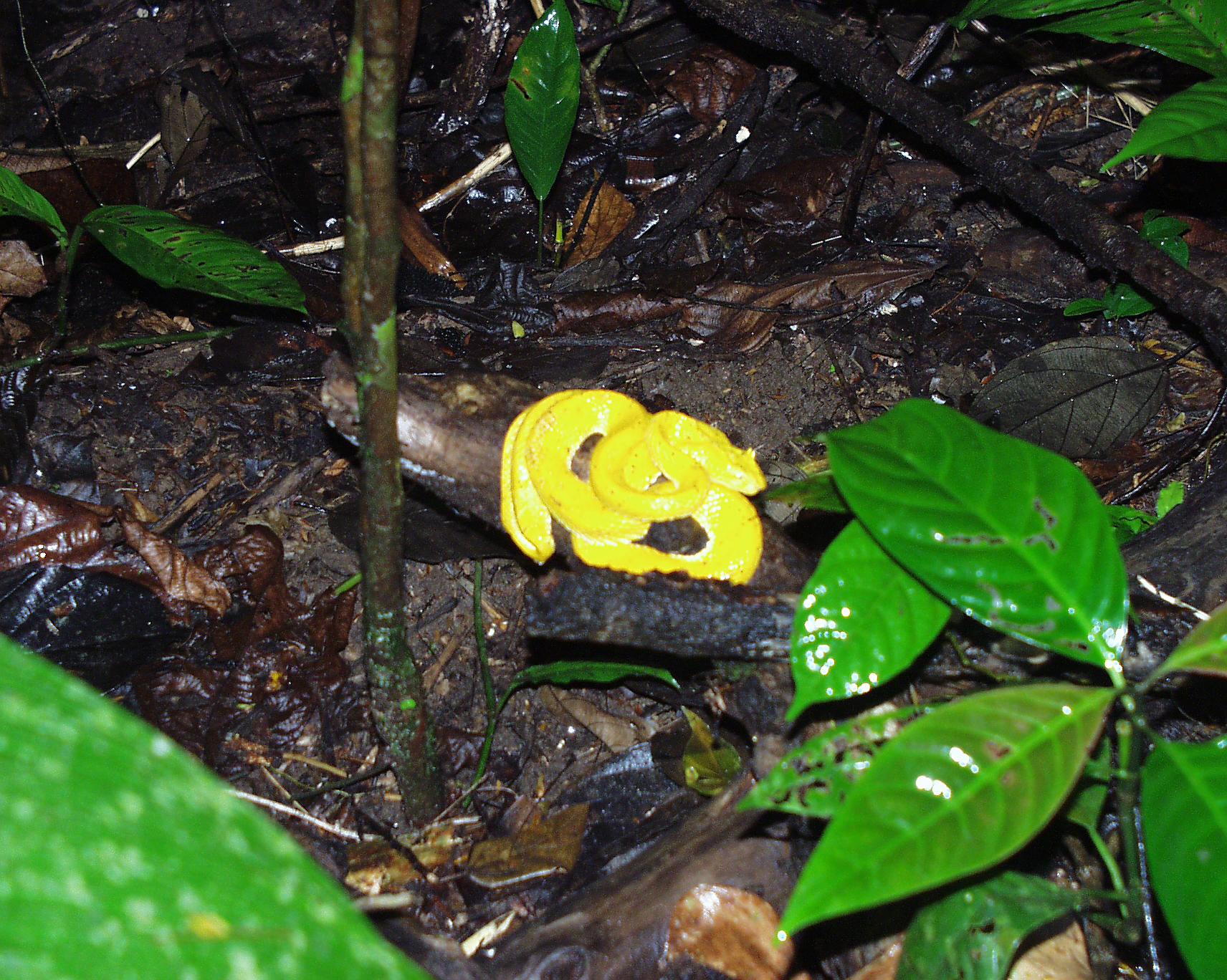 Pit Viper