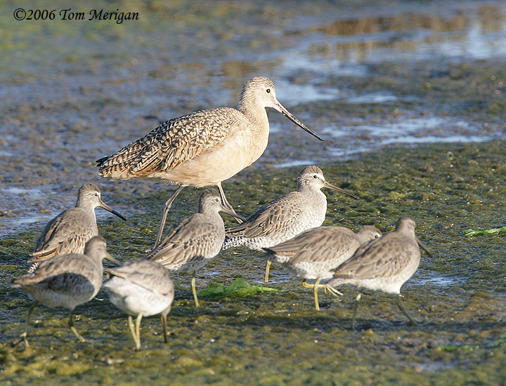 Dowichers and a Godwit