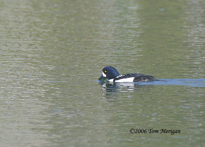 Barrows Goldeneye,male