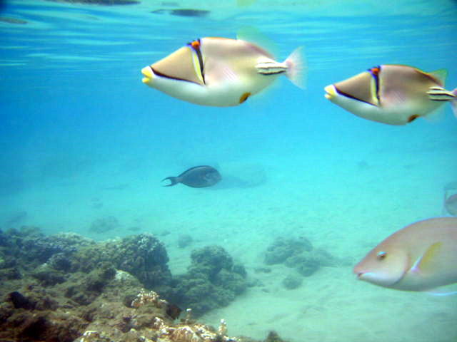 Picaso Fish