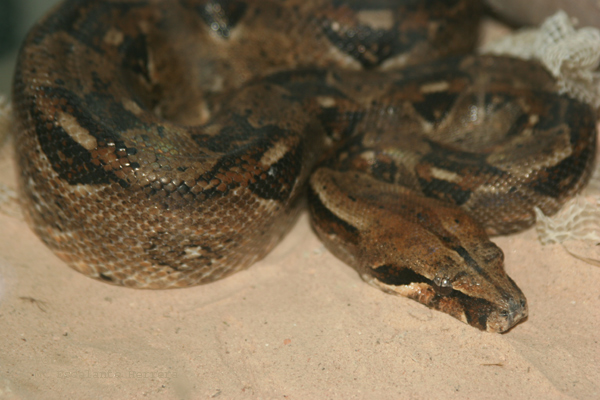 Serpiente Mazacuata (Boa constrictor imperator)