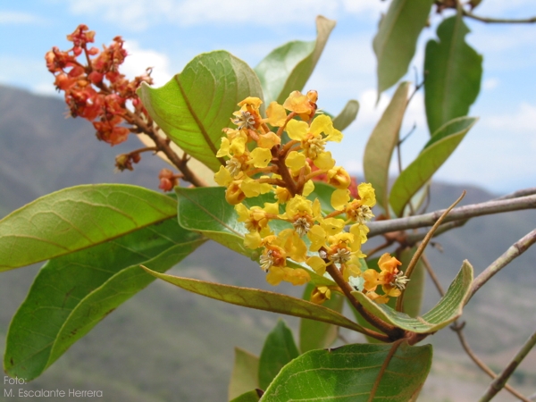 Flor de Nance, Arbol Tpico del Lugar