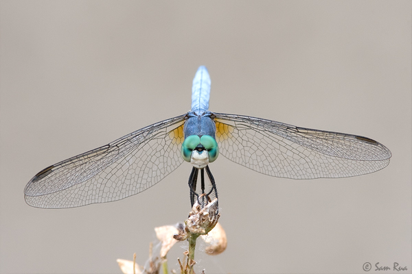 Dragonfly